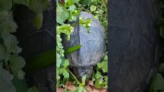 This LOGGERHEAD Musk Turtle was in the YARD loggerhead shortvideo reptile loggerheadmuskturtle [upl. by Enaillil]