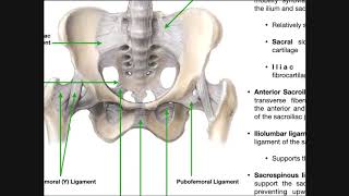 The Sacroiliac Joint Part 1  Major Ligaments amp Structures [upl. by Bronez]