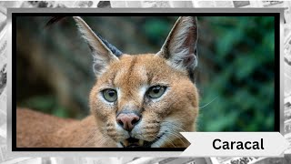 The Fascinating World of Caracals 🐱✨ [upl. by Schumer]