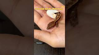 From egg to baby gecko Crested Gecko Hatching Process reptiles petgecko pets animals lizard [upl. by Colin]