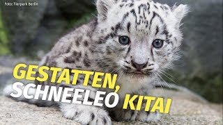 Kitai Berlins kuschelweicher Schneeleopard erkundet jetzt den Tierpark Berlin [upl. by Deth425]