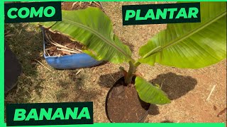 COMO PLANTAR BANANA [upl. by Cud]