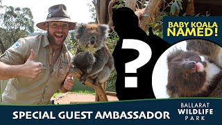 Newest Park Ambassador  Baby Koala Named  Ballarat Wildlife Park [upl. by Raynell]