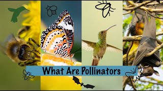 What Are Pollinators [upl. by Emmit]