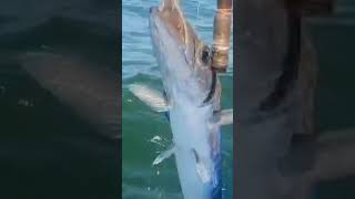 fishing in charna island landing yellow tail barracuda full video description [upl. by Knut]