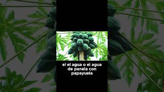 8 Frutas de Clima Frío que Puedes Cultivar Fácilmente en Casa [upl. by Longley686]