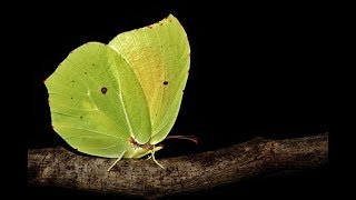 Cleopatra butterfly  Gonepteryx cleopatra Linnaeus 1767  Cyprus [upl. by Saticilef]