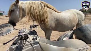 ❤️ Meet our magnificent Leo  Easy Horse Care Rescue Centre [upl. by Gardiner]