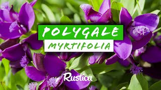 Réussir la culture du POLYGALE A FEUILLES DE MYRTE [upl. by Moselle]