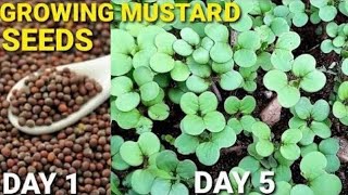 How to Grow Mustard Greens Vlogsforplants mustardseeds [upl. by Acisseg]