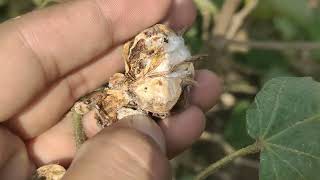 Cotton in Pakistan Pink bollworm management Pak Agrin [upl. by Lechar]