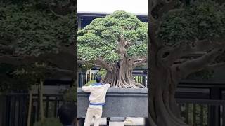 Beautiful Bonsai Works🌳🌲💥498shorts shortsvideo beautifulbonsai art khuebonsai🥰❤️ [upl. by Adnuhsar]