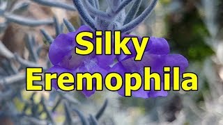 Silky Eremophila  Eremophila nivea HD Video 01 [upl. by Elbam889]