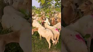 Chittaranjan  Sheep eating Calotropis gigantea leaves  shorts nature  animal husbandry [upl. by Sivra]