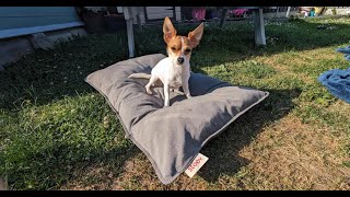 Woov is a cordless design heating cushion for your cat or dog from stoov  Review Woov Stoov Pets [upl. by Yraeg]