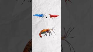 Wait for the result shorts ytshorts fishtank aquarium shrimp shrimpbreeding [upl. by Acirahs]