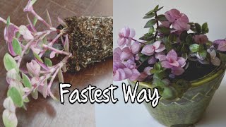 Easy Callisia Repens Pink Lady Propagation step by step [upl. by Piderit402]