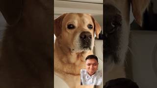 Kahin to picha chhod de Mera dog funny comedy doglover comedy funnypet dog MrBeast2 [upl. by Gaal]