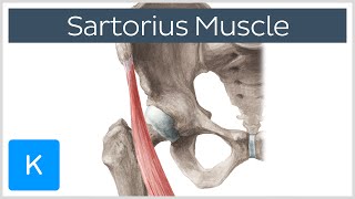 Sartorius Muscle  Origin Insertion Innervation amp Actions  Anatomy  Kenhub [upl. by Carny524]