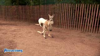 Meet kangaroos and wallabies in Walkabout Way at Busch Gardens Tampa Bay [upl. by Acsecnarf459]