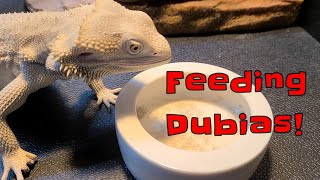 Avoiding dubia roach escapees  Feeding my bearded dragon dubias [upl. by Llesram]