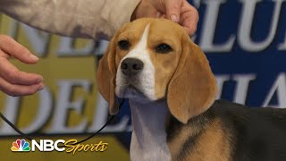 National Dog Show 2023 Hound Group Full Judging  NBC Sports [upl. by Mills]