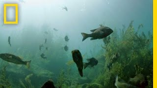 Exploring Ancient Springs in Texas  National Geographic [upl. by Ilyak]