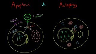 Apoptosis vs Autophagy EVERYTHING YOU NEED TO KNOW CELLULAR BIOLOGY MCAT [upl. by Brozak262]