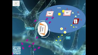 Síntese de NoradrenalinaNorepinefrina NeuroPsyPharm Neurociências e Saúde Mental Psicofarmacologia [upl. by Bing227]