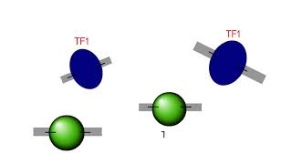 Chromatin Immunoprecipitation ChIP explanation [upl. by Annaili869]