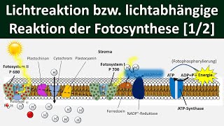 Lichtabhängige Reaktion Lichtreaktion Primärreaktion der Fotosynthese 12 Biologie Oberstufe [upl. by Lodge]