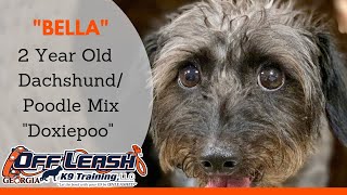 Bella  2 Year Old DachshundPoodle Mix quotDoxiepooquot  Small Dog Training Atlanta Georgia [upl. by Si]