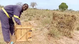 Basics for hay making mkulima mdogo lesson from Marereni feedlot farm [upl. by Cirdes167]