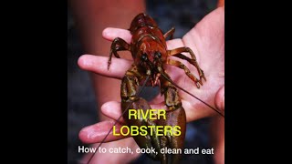 How to Catch Cook Clean and Eat River Lobsters Crawdads [upl. by Eirual]