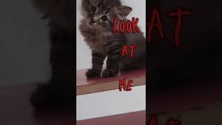 Look atme edit  nãoflop  YouTube capcut [upl. by Nwotna]