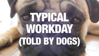 Typical Workday As Told By Dogs [upl. by Everett370]