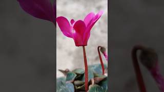 Cyclamen Care Short amp Sweet Plant Tips 🌿 Shorts [upl. by Engen305]