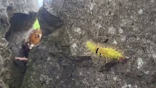 SID THE CATERPILLAR insects nature butterfly DampJ Adventures [upl. by Yhtomiht]