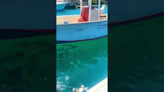 Man vs Mangrove 😂🎣fishing mangrovesnapper bermuda handlinefishing saltlife [upl. by Lucic167]