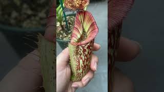 N Rokko x Boschi x Veitchii x Burbid EP kantongsemar nepenthes carnivorousplants [upl. by Town]