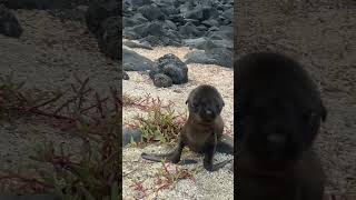 Man Finds Baby Sea Lion on Beach  ViralHog [upl. by Doralynn]