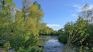 Traunauen in Ebelsberg bei Linz [upl. by Annahavas990]