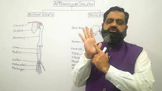 Appendicular skeleton Urdu Hindi medium profmasoodfuzail Pectoral girdle  Pelvic girdle [upl. by Shari]