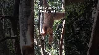 One of Orangutan in Monkeyland animals nature monkey shorts pleasesubscribe orangutan [upl. by Goldwin]