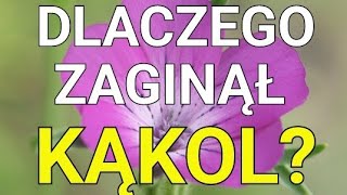 Dlaczego kąkol wyginął a mak i bławatek jeszcze niezupełnie [upl. by Nauhs186]