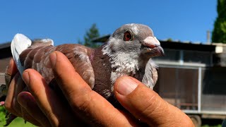 La colombophilie ou l’art d’aimer les pigeons voyageurs [upl. by Chase]