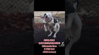 BoomerWildside males 2yr old littermates Ped ID 836735 bulldogtalk [upl. by Etessil]