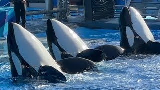 Orca Encounter Cut short by boys Nov 27 2023  SW Orlando [upl. by Willard]