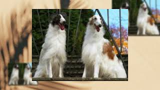 BORZOI DOG [upl. by Aciretnahs834]