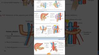 DUDENUM Relations Anatomy Quick Revision University Exam [upl. by Akimad]